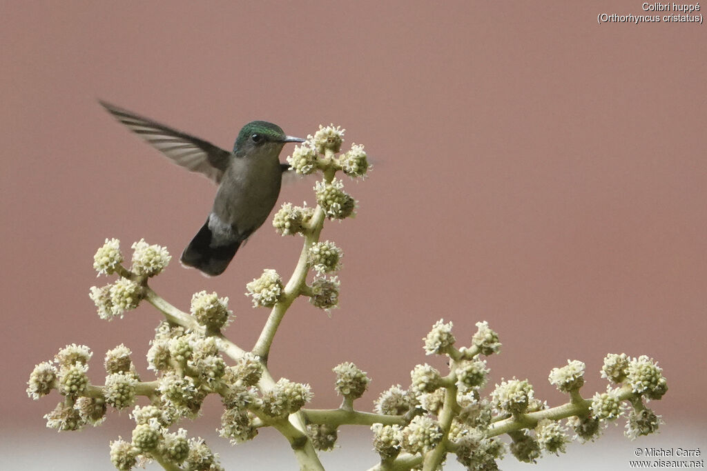 Colibri huppé femelle adulte
