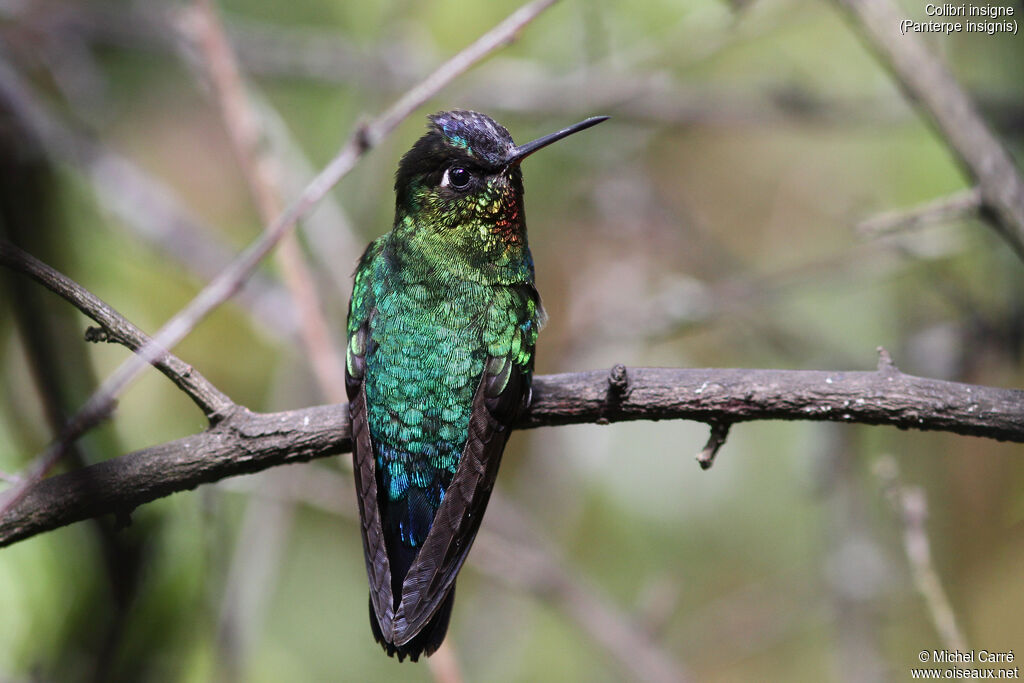 Fiery-throated Hummingbird male adult