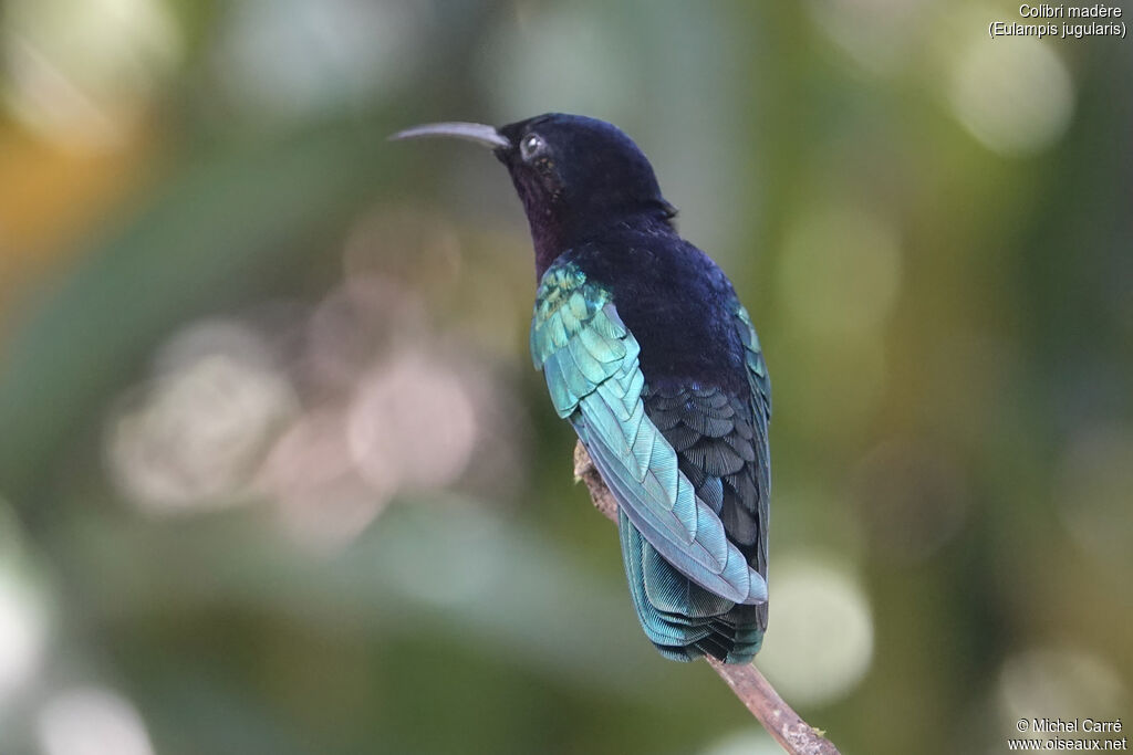 Colibri madèreadulte