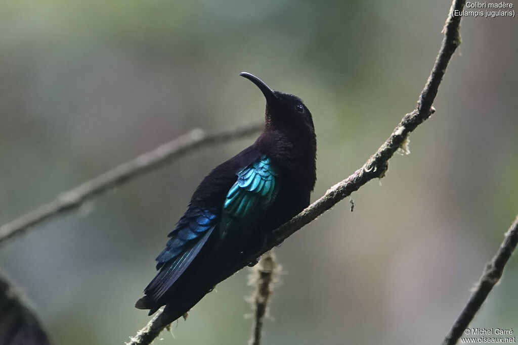 Colibri madère