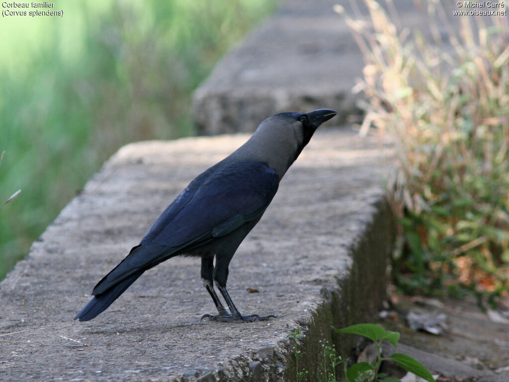 Corbeau familier