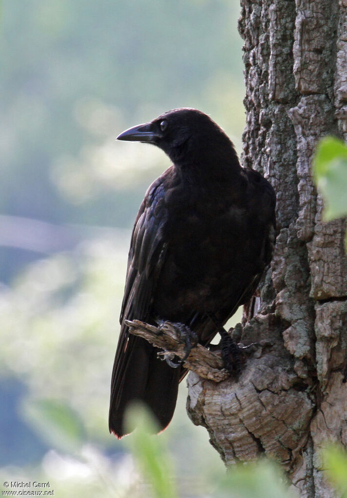 American Crow