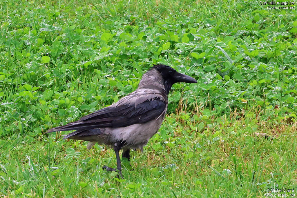 Hooded Crow