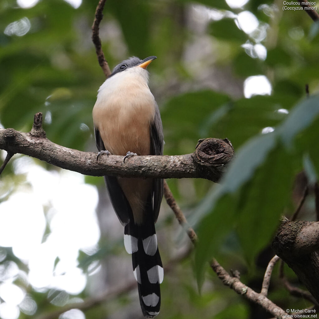 Coulicou maniocadulte, identification