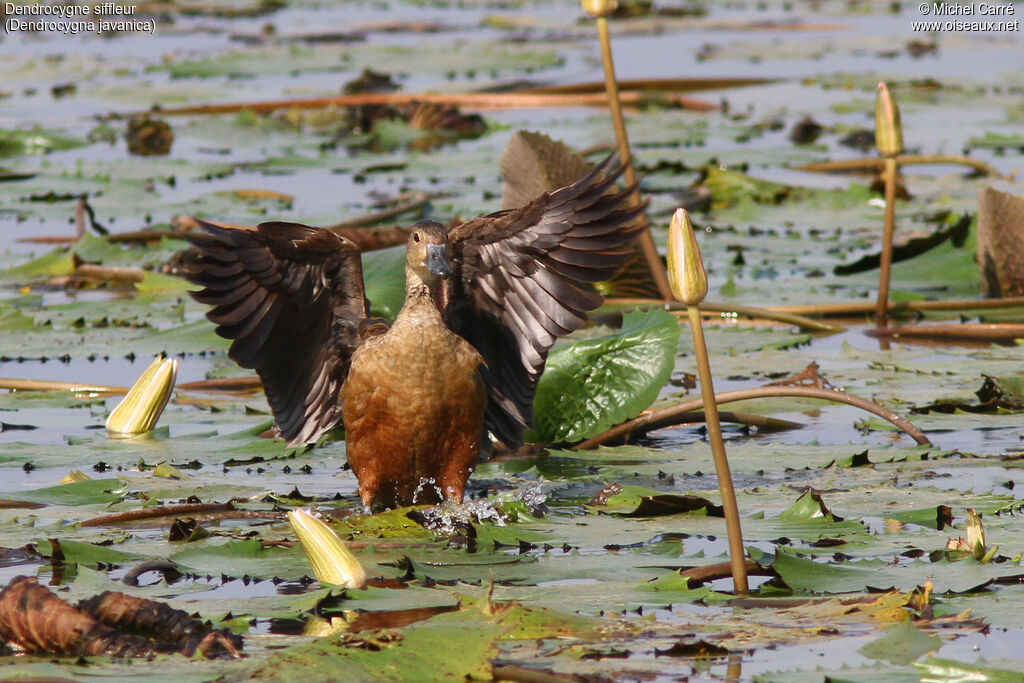 Dendrocygne siffleur
