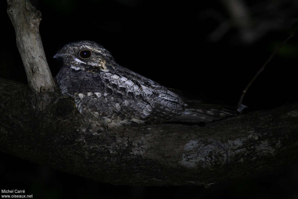 Jungle Nightjaradult, aspect