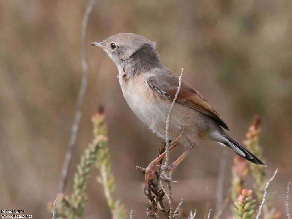 Spectacled Warbler female adult, identification