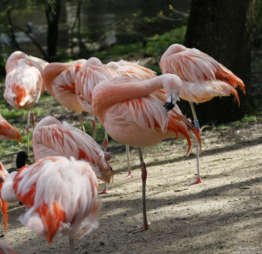 Flamant du Chiliadulte