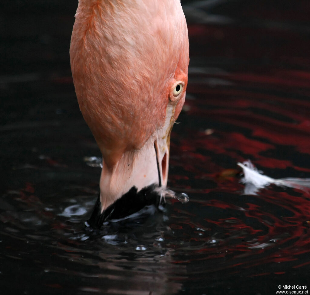 Flamant du Chiliadulte