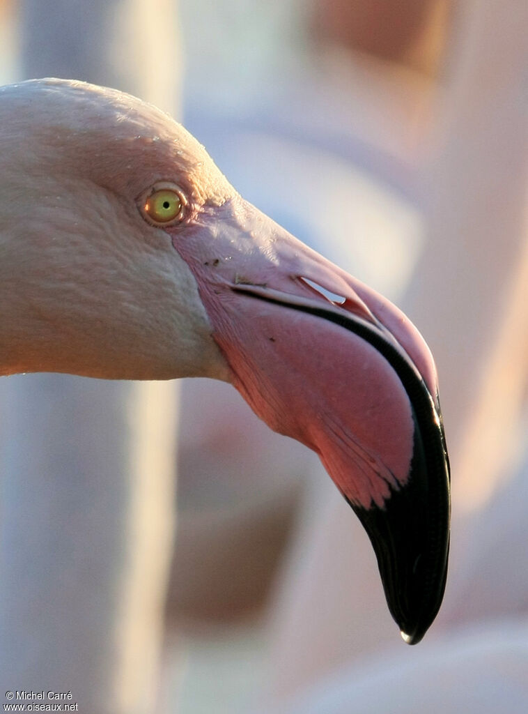 Flamant rose