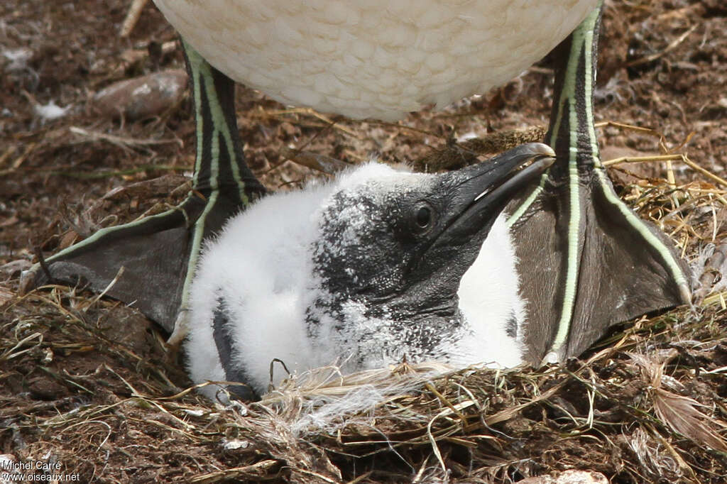 Northern GannetPoussin, identification