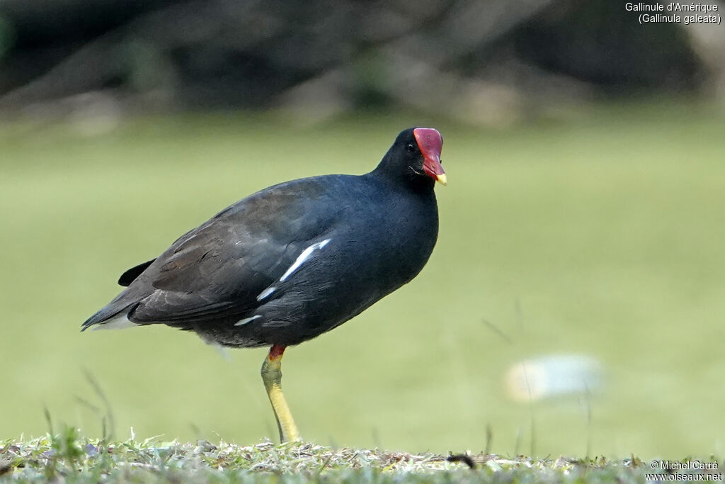 Gallinule d'Amériqueadulte, identification