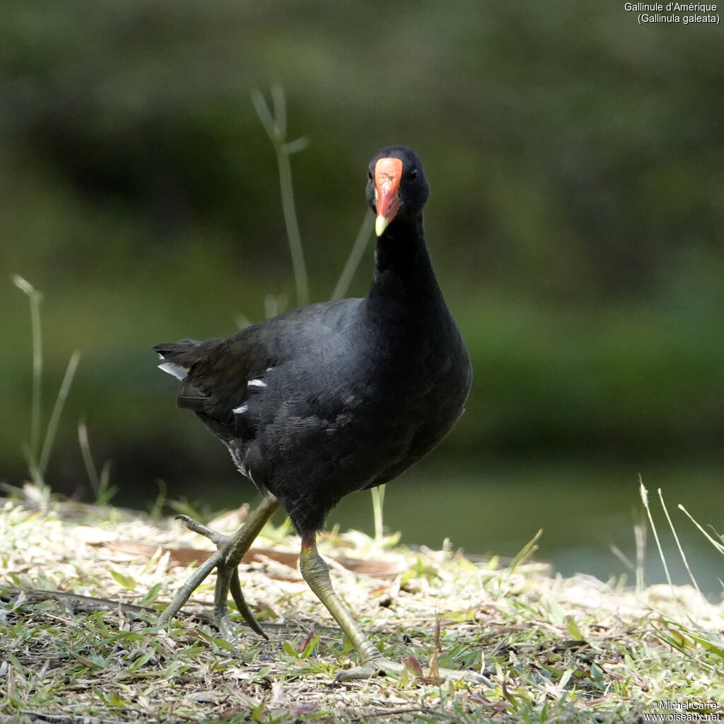 Gallinule d'Amérique