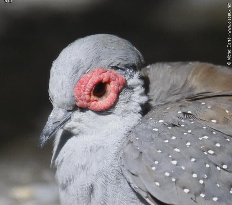 Diamond Dove