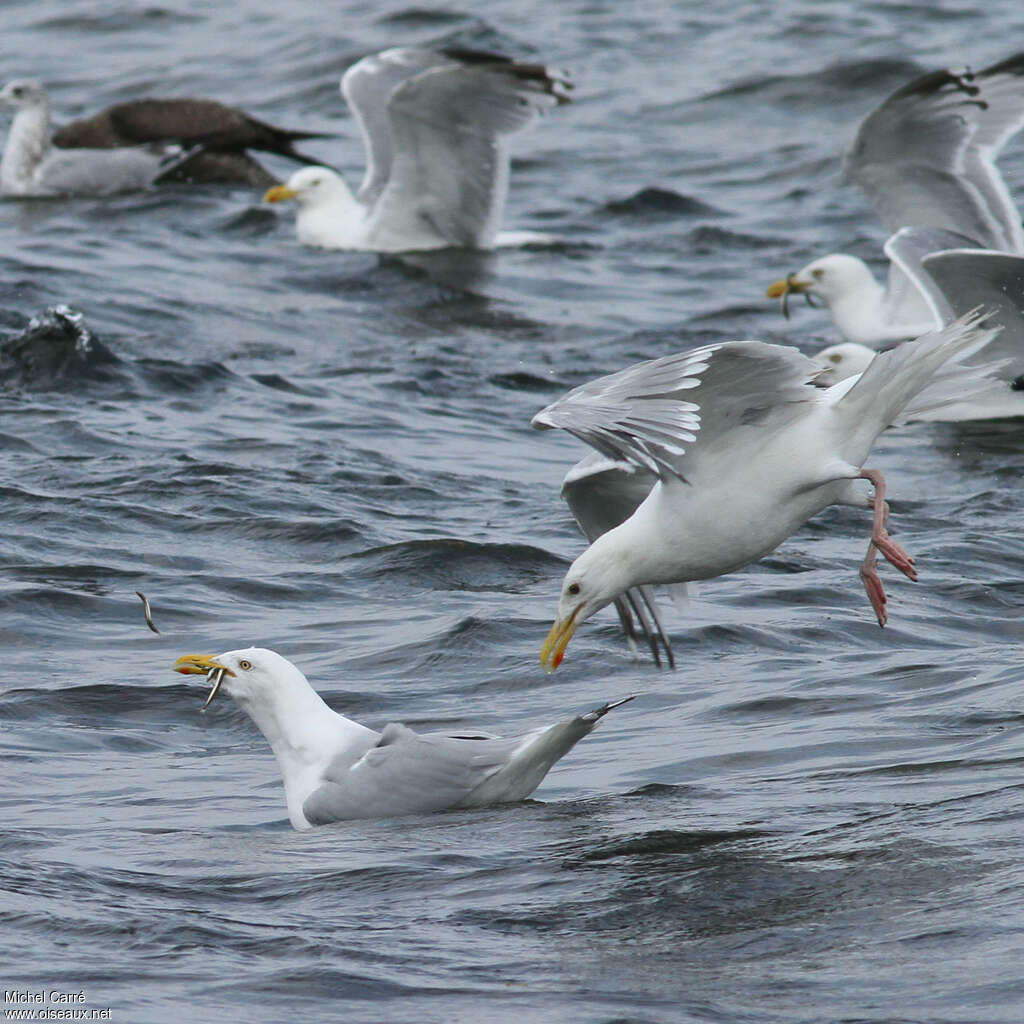 European Herring Gulladult, feeding habits