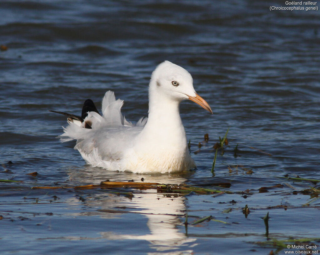 Slender-billed Gullsubadult