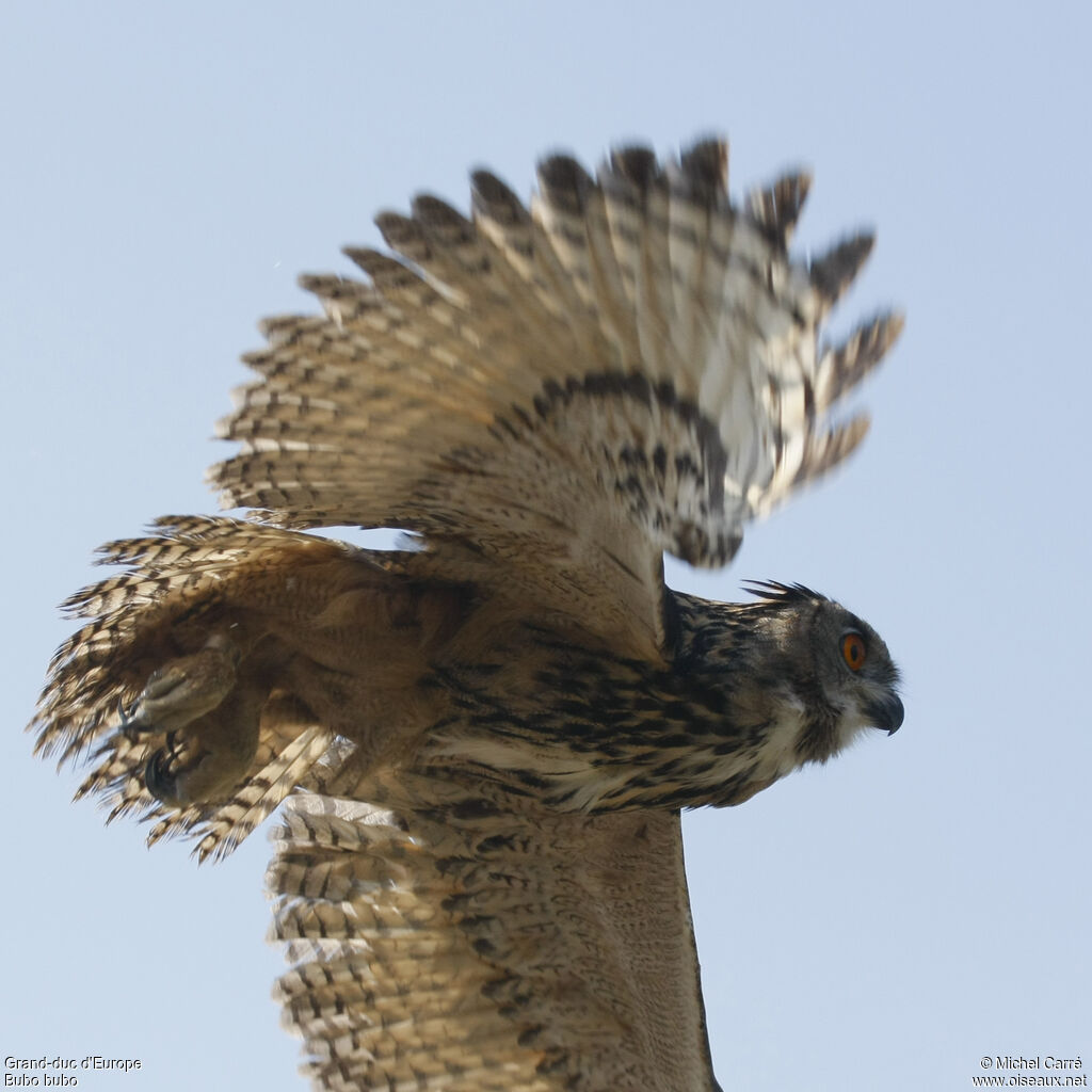 Eurasian Eagle-Owl, Flight
