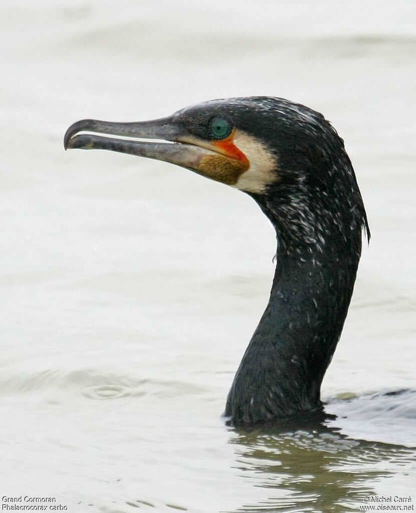 Grand Cormoran