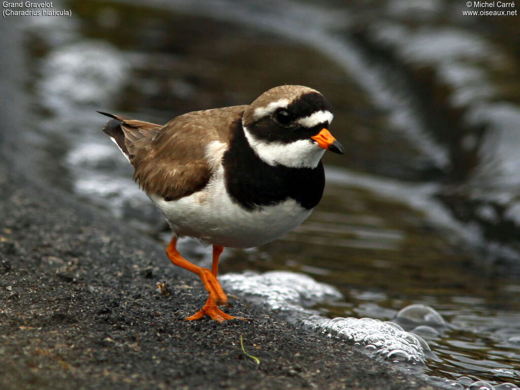Common Ringed Plover male adult breeding
