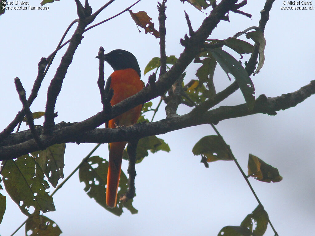 Orange Minivet male adult