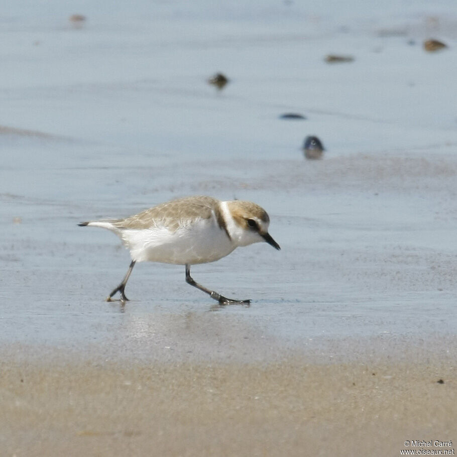 Kentish Plover