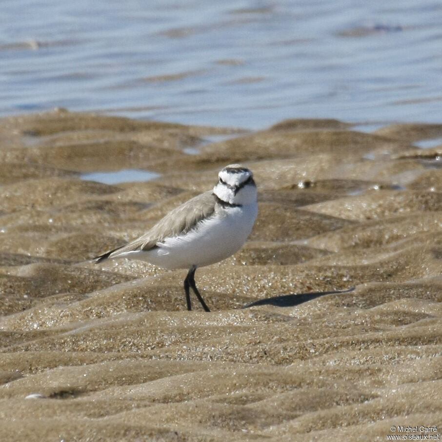 Kentish Plover male adult breeding