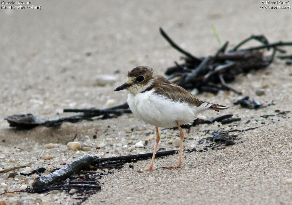 Collared Plover