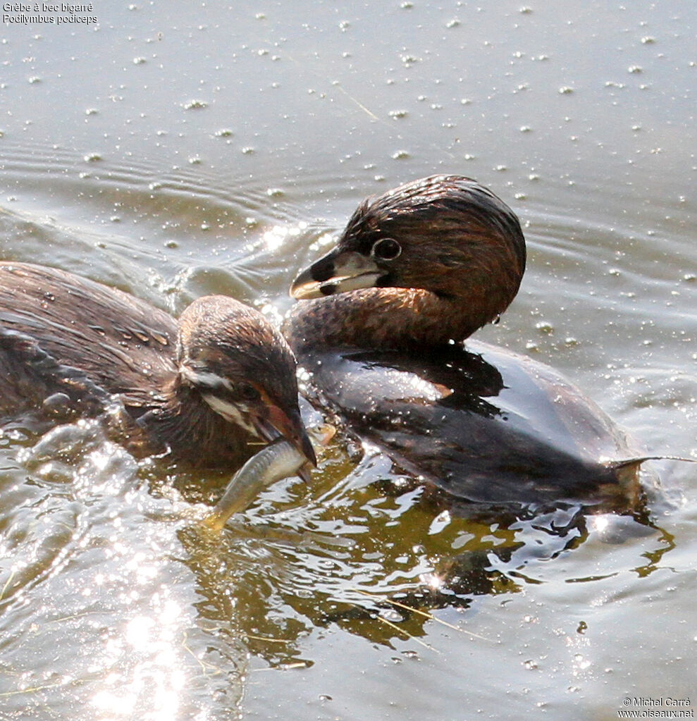 Pied-billed Grebe, feeding habits