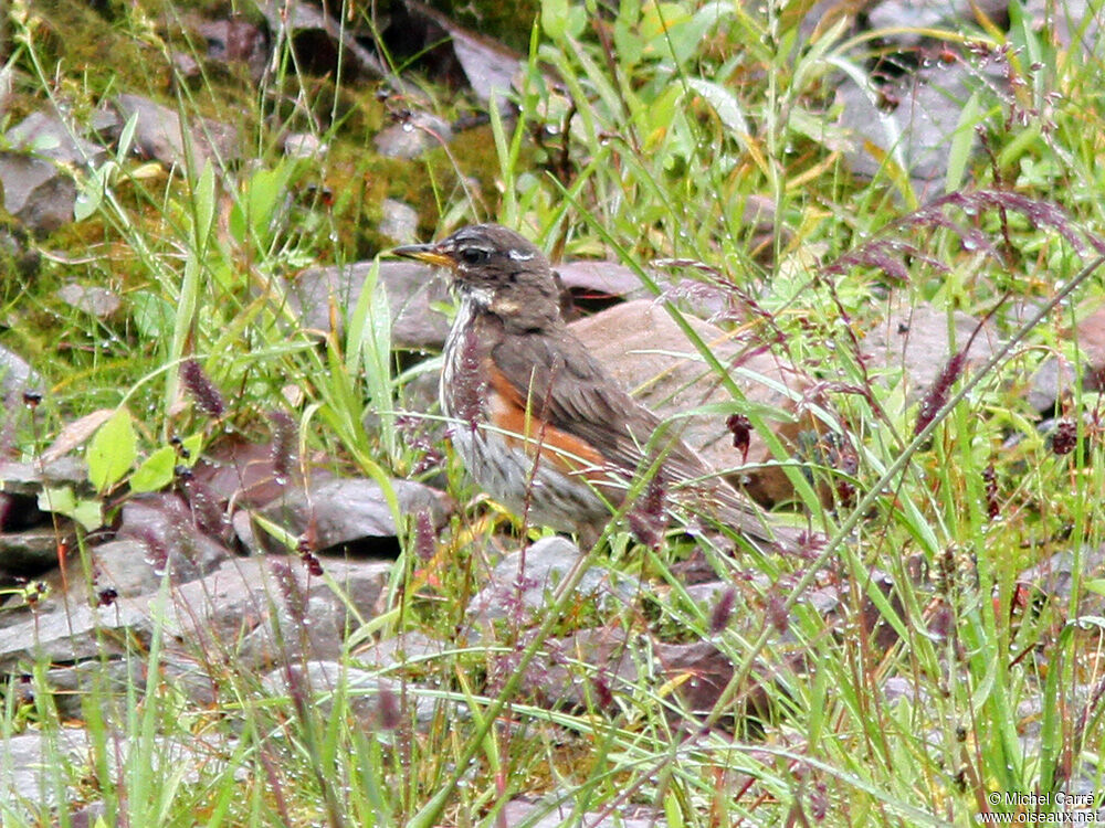 Redwing