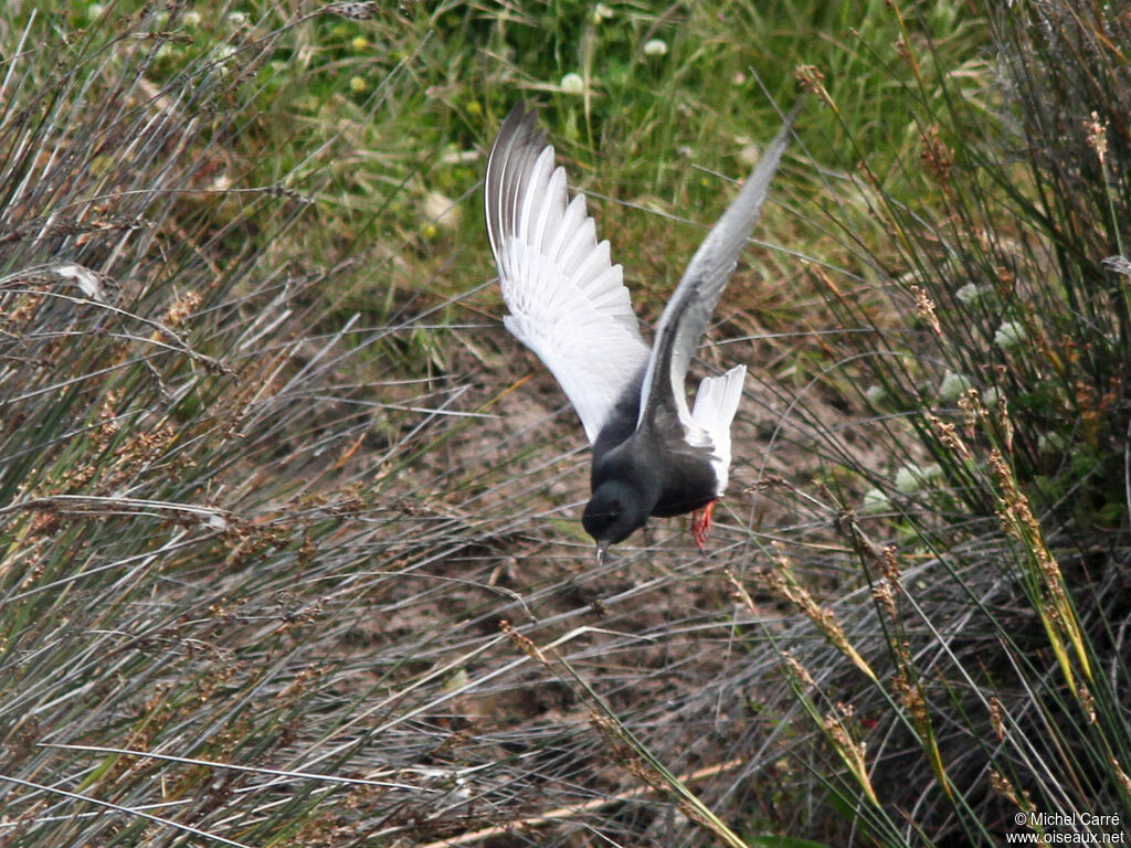 Guifette leucoptère