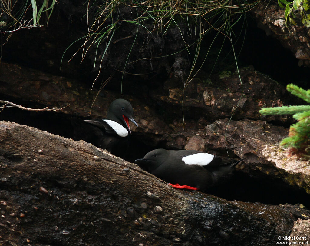 Guillemot à miroir 
