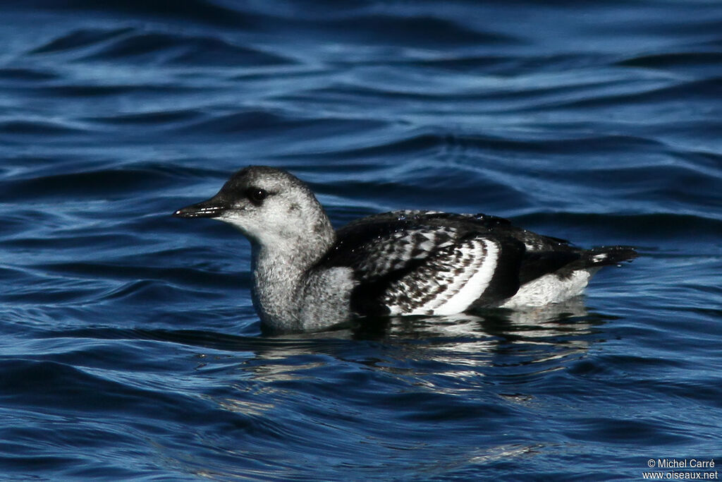 Guillemot à miroirjuvénile