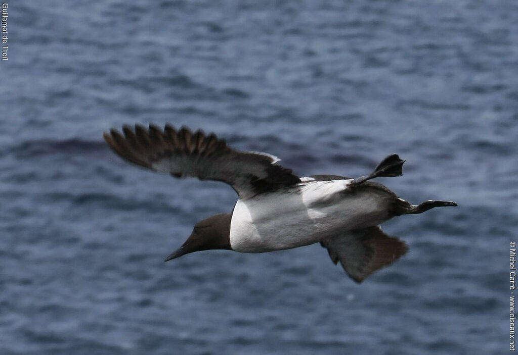 Common Murre, Flight