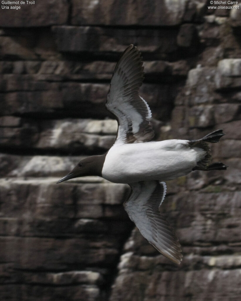Common Murreadult, Flight