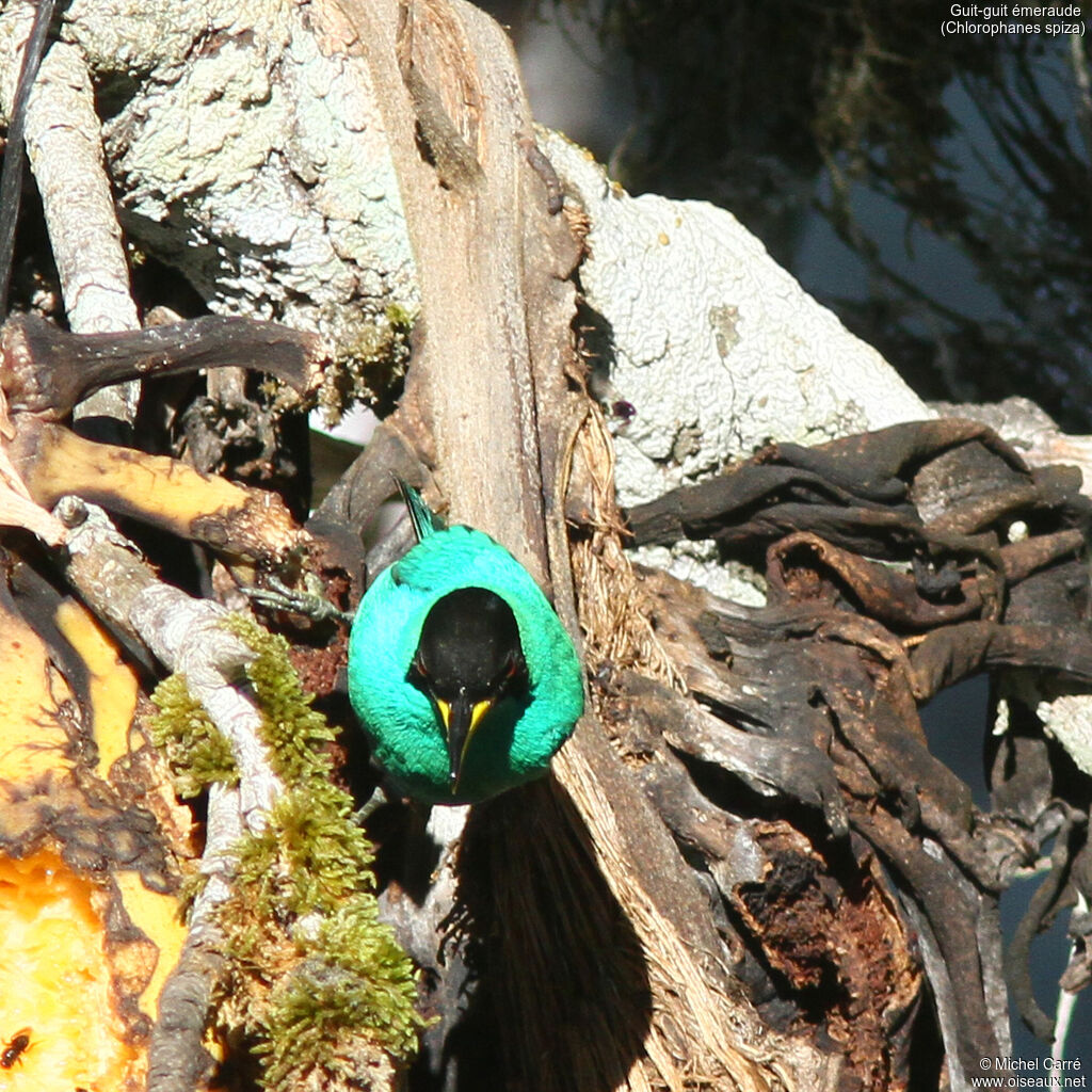 Green Honeycreeper male adult