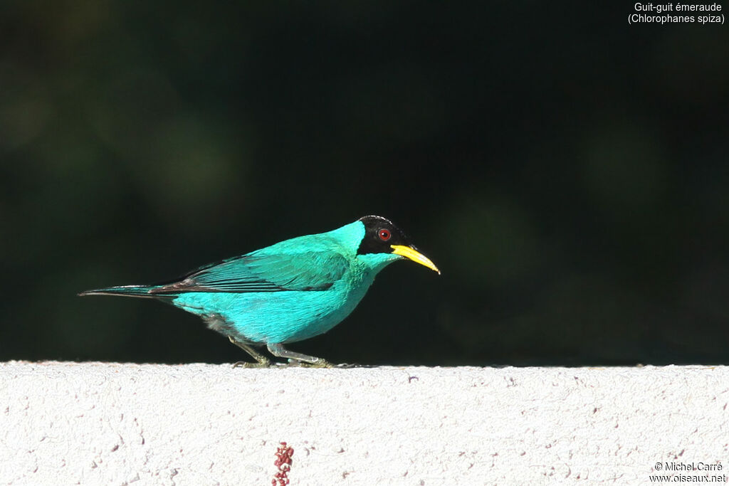 Green Honeycreeper male adult