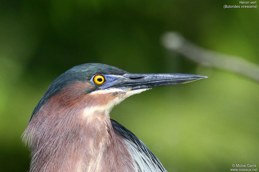 Green Heronadult, close-up portrait