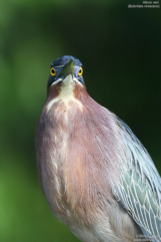 Green Heronadult, close-up portrait