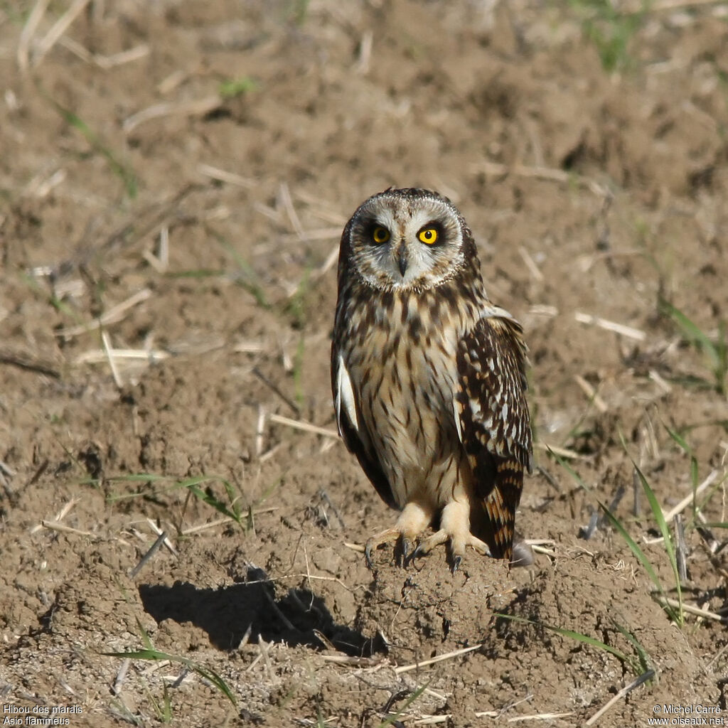 Short-eared Owl