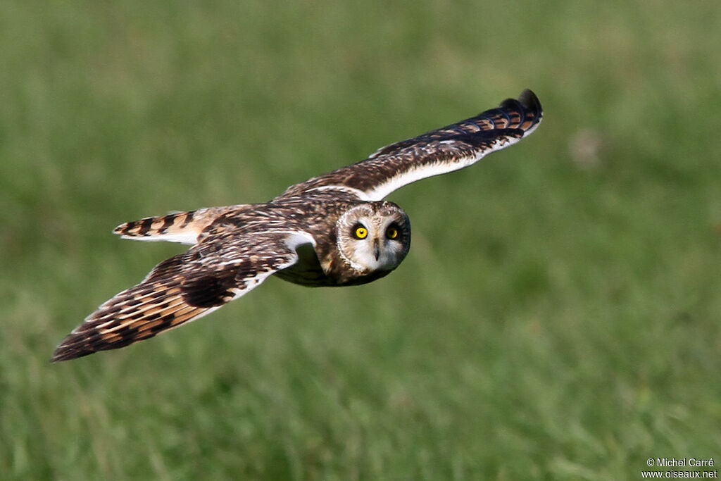 Short-eared Owl, Flight