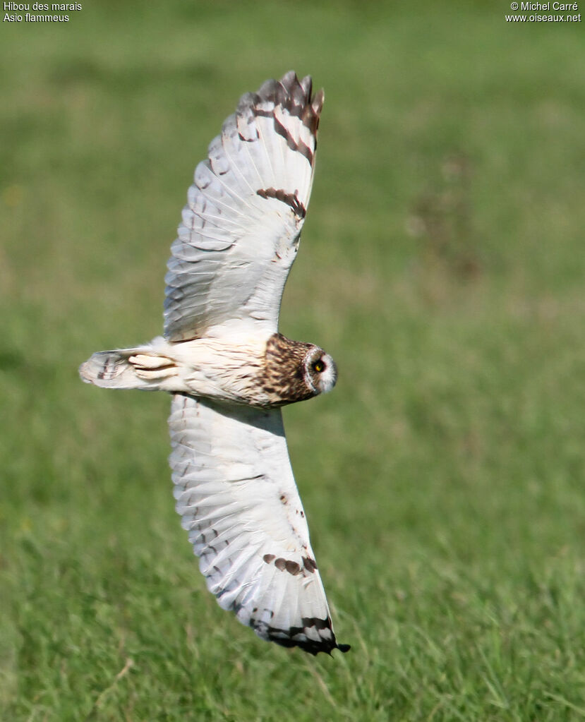 Short-eared Owl, Flight