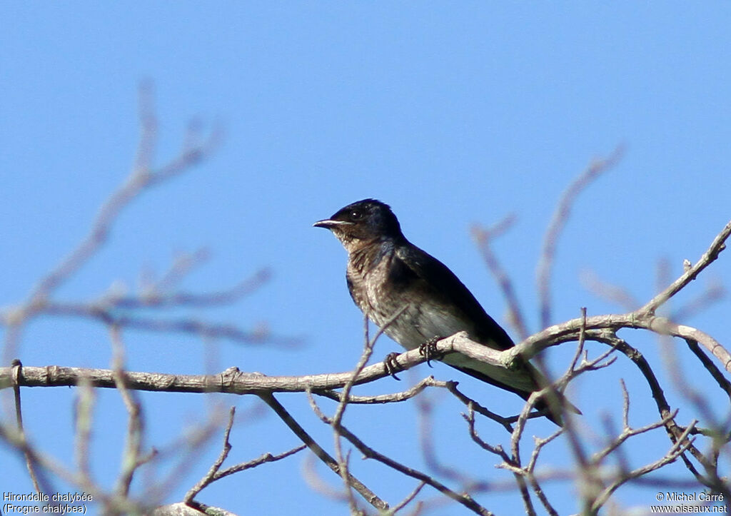 Hirondelle chalybée