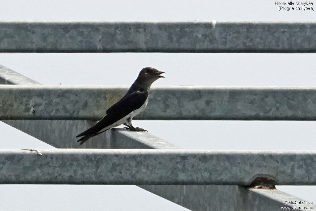 Grey-breasted Martinadult