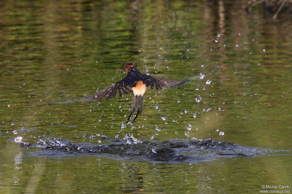 European Red-rumped Swallow, Behaviour