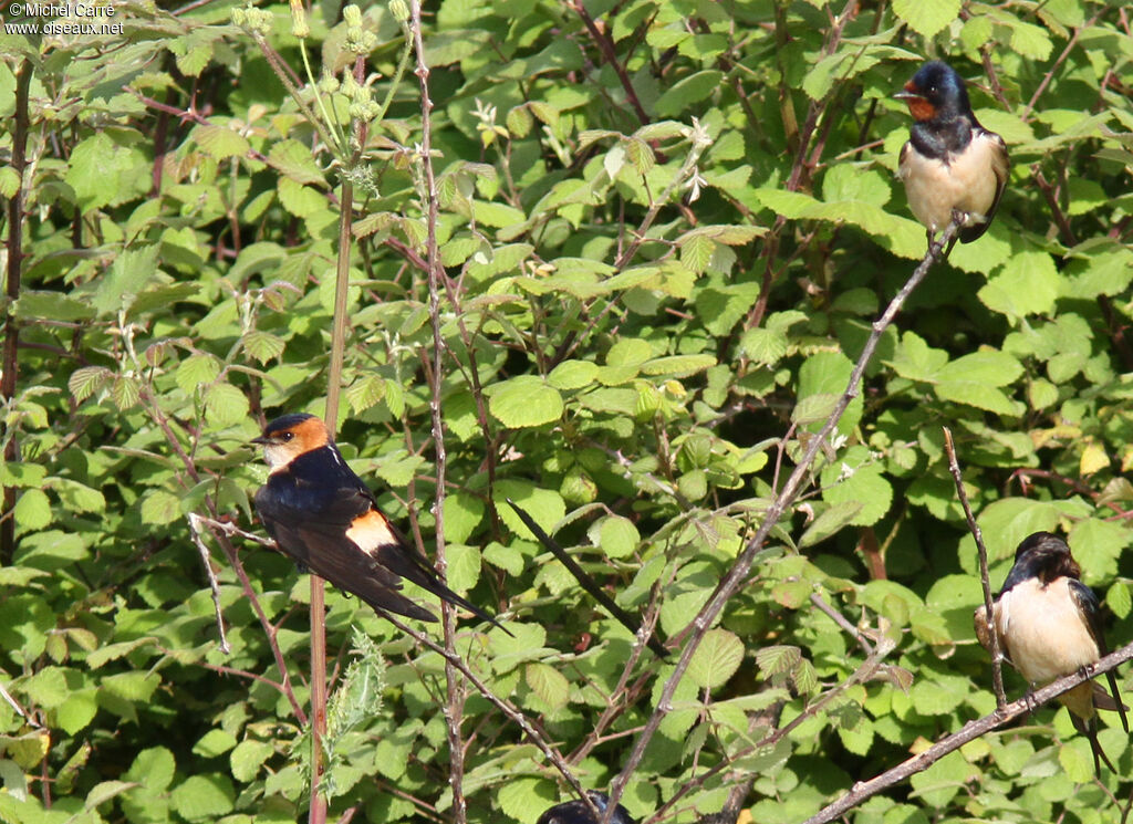 European Red-rumped Swallow