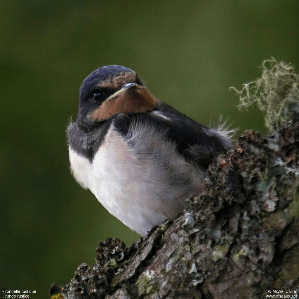 Barn Swallowsubadult, identification