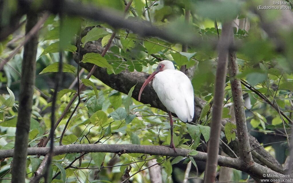 American White Ibis