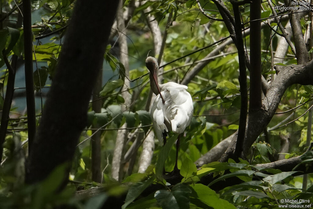 American White Ibisadult