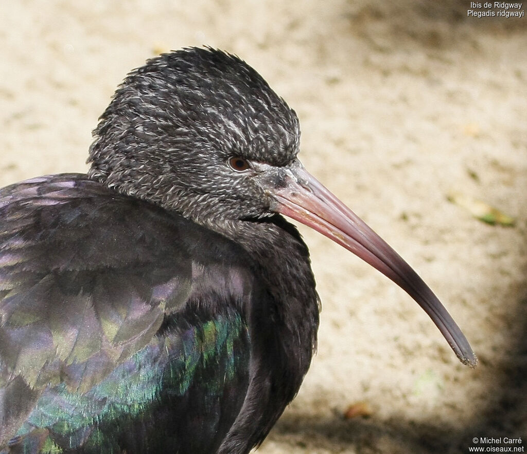 Ibis de Ridgway