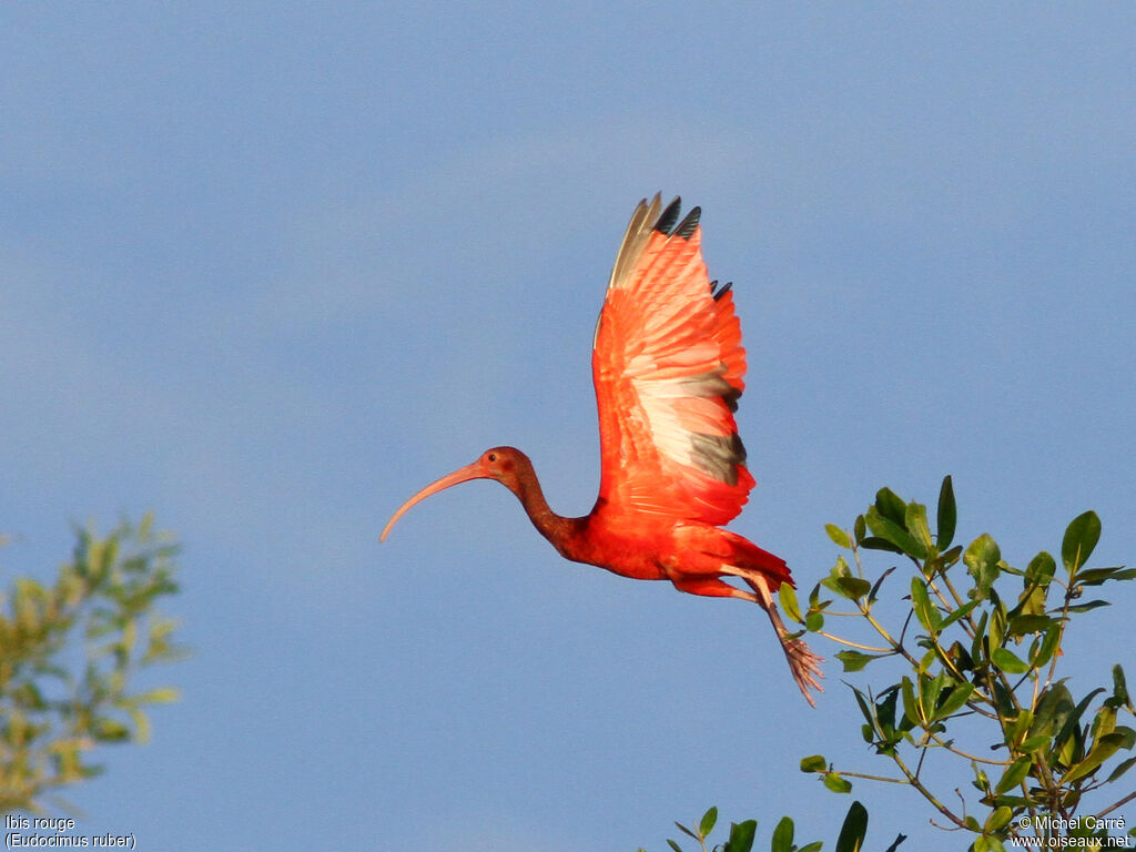 Ibis rouge